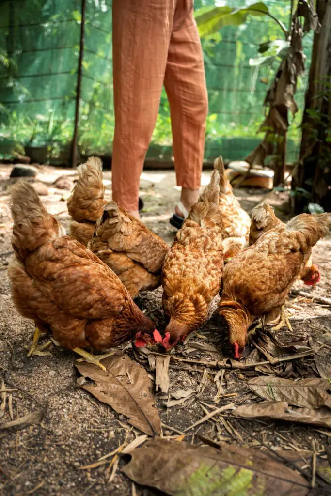 Bird Flu