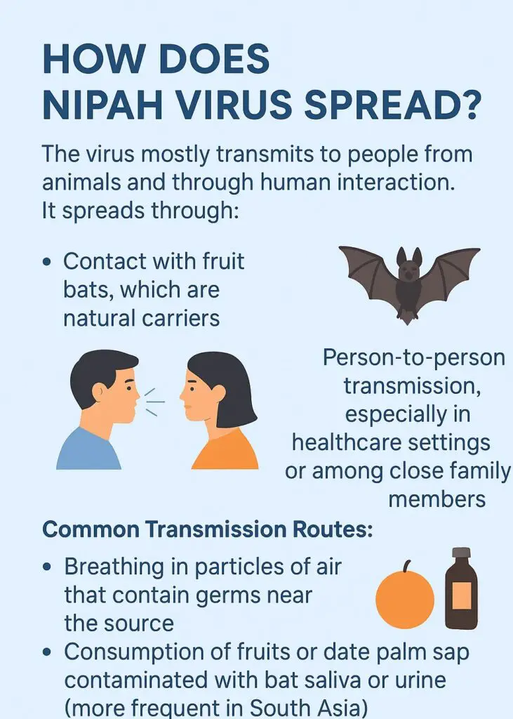 HOW DOES NIPAH VIRUS SPREAD?